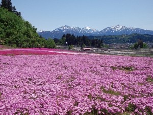 花と緑と雪の里「シバザクラ祭り」